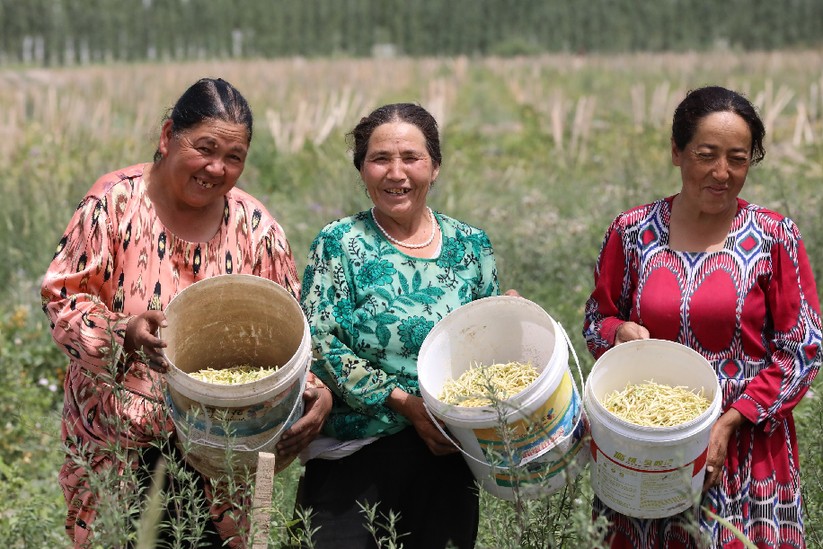 山东援疆助力特色农业发展 金银花成为农民的“致富花”